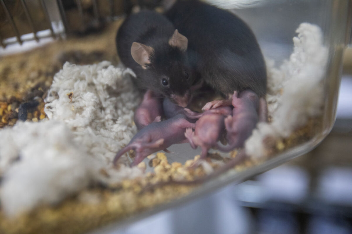 Research on mice at er State points to harms of vaping, even without